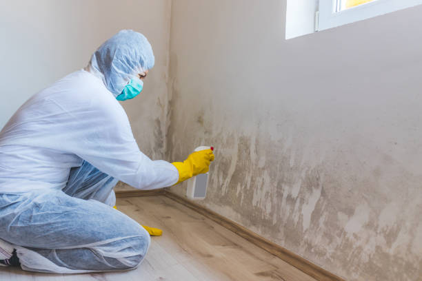 Licensed Mold Remediation service in Toledo, IL - 24 Hour Mold Removal