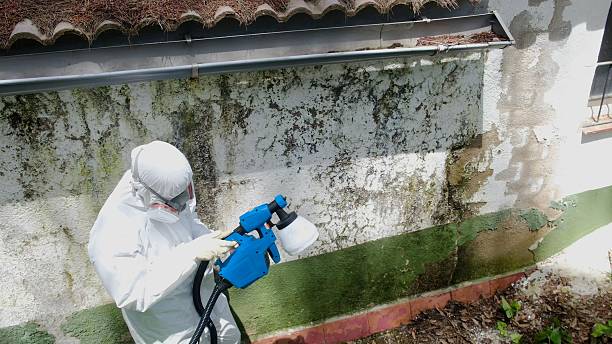 Top rated local Mold Remediation specialists in Toledo, IL
